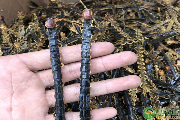 蜈蚣最新价格，蜕变之路与自信成就感的召唤