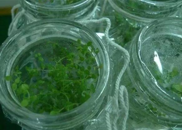 草莓最新病菌，励志之旅，自信与成就之门开启
